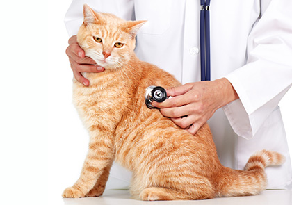 Basic Veterinary Wellness